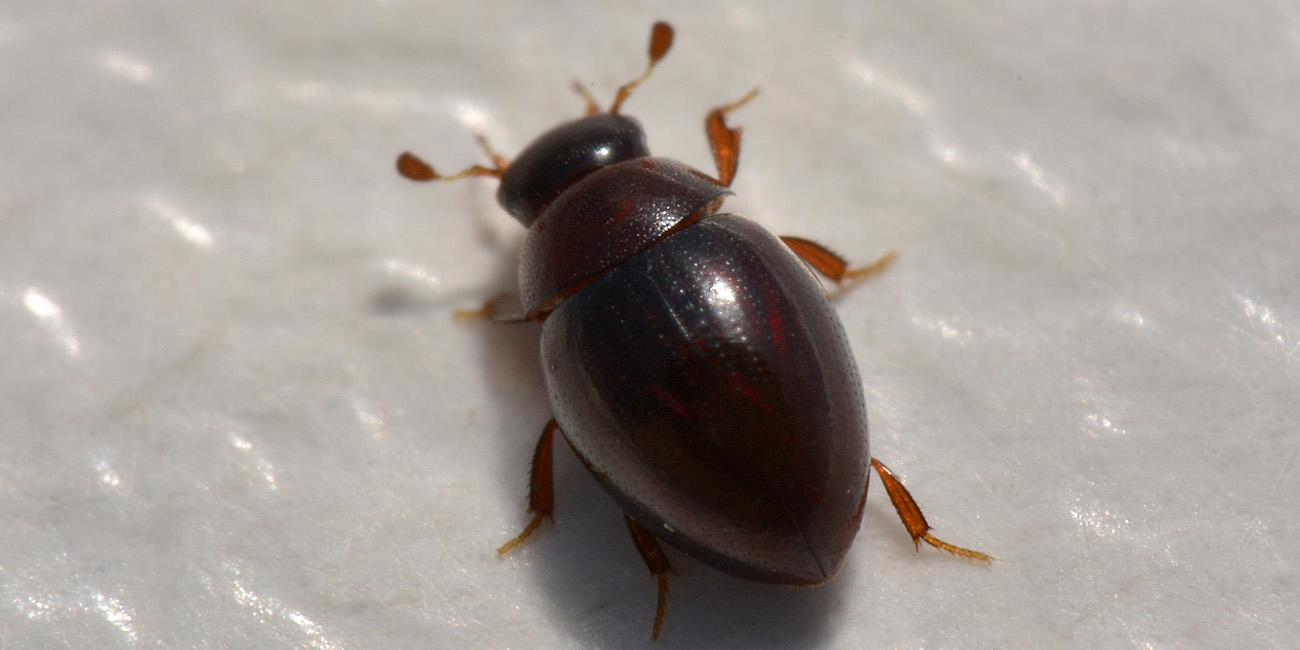 Hydrophilidae: Cercyon convexiusculus?